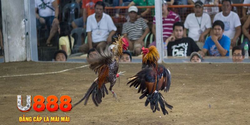 v88 đăng nhập mậu binh khuyến mãi
